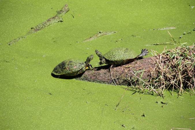 two algae covered turtles